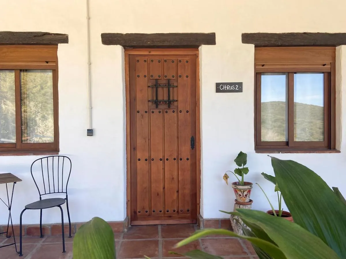 The Wild Olive Andalucía Citrus Suite Casares Agroturismo